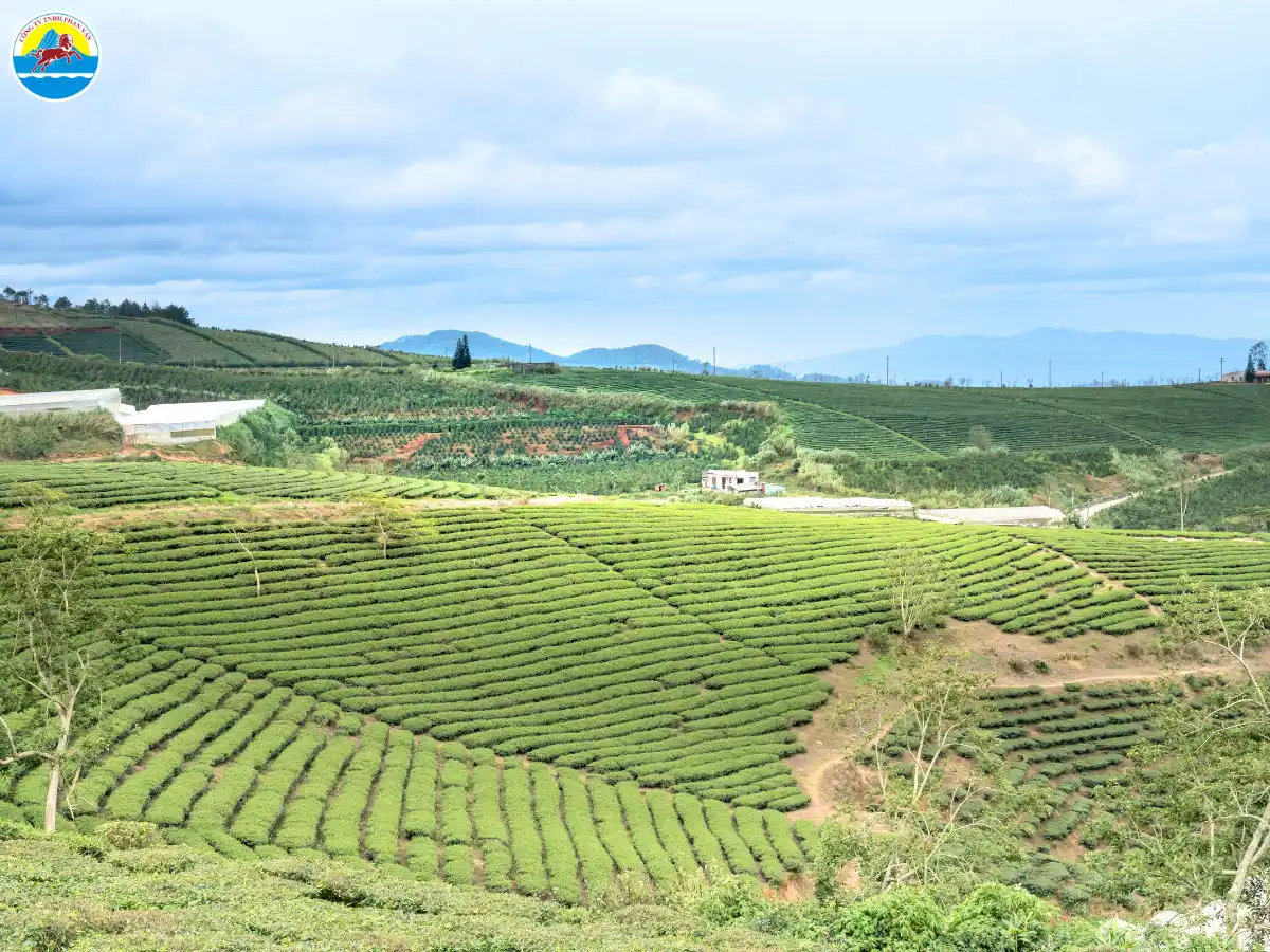 đà lạt tháng 2 có lạnh không