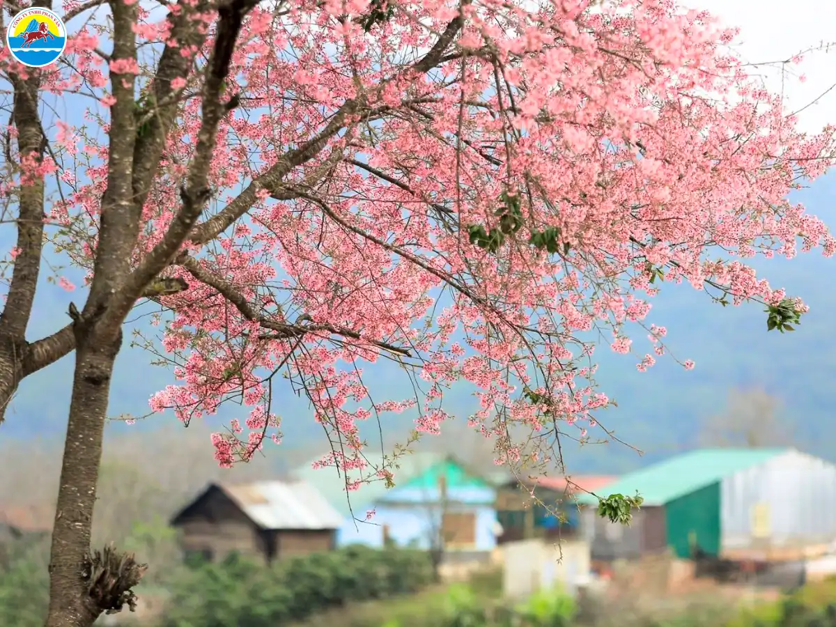 du lịch đà lạt tháng 2