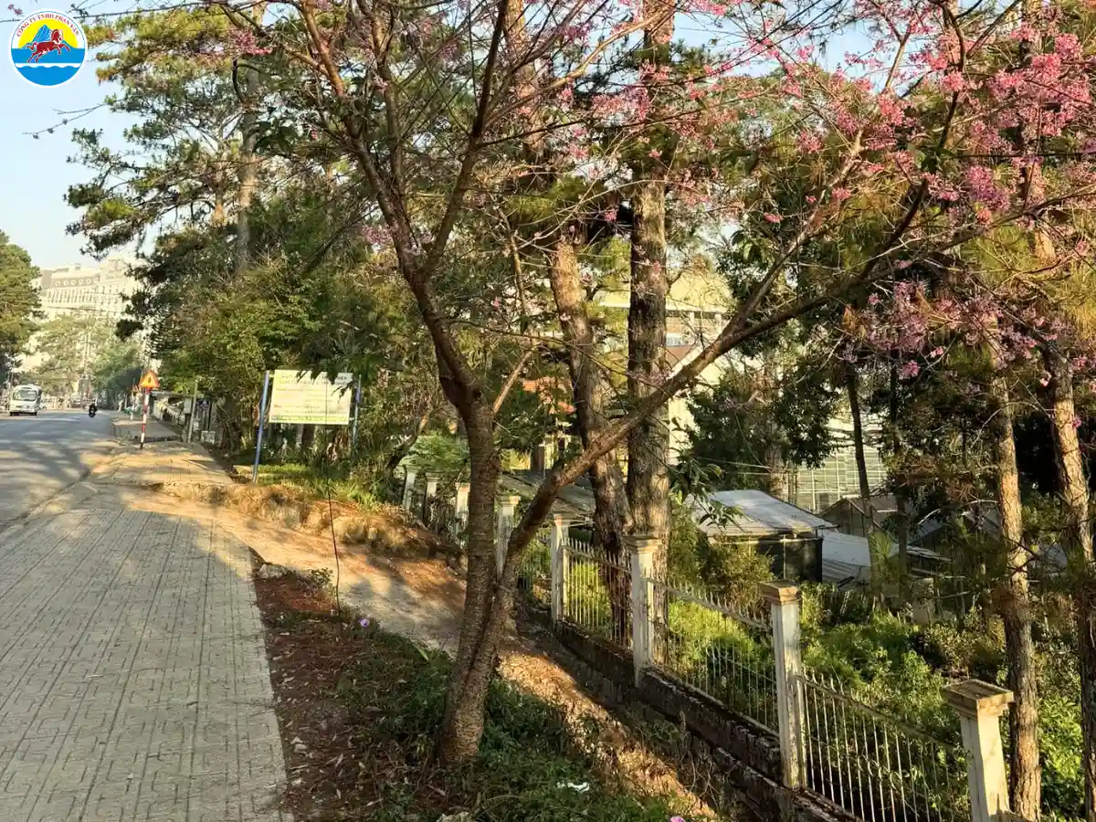 tháng 2 đà lạt có gì