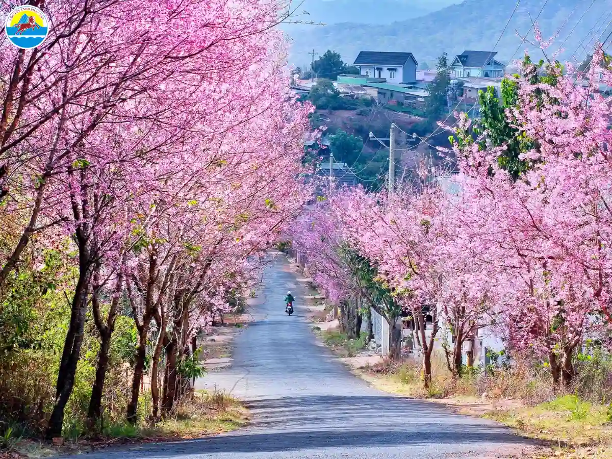 du lịch đà lạt tháng 2