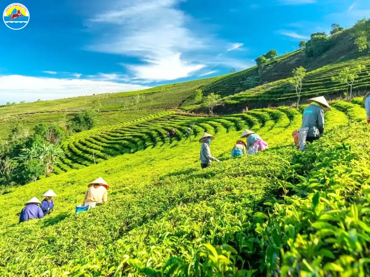 đà lạt tháng 3 có gì đẹp​