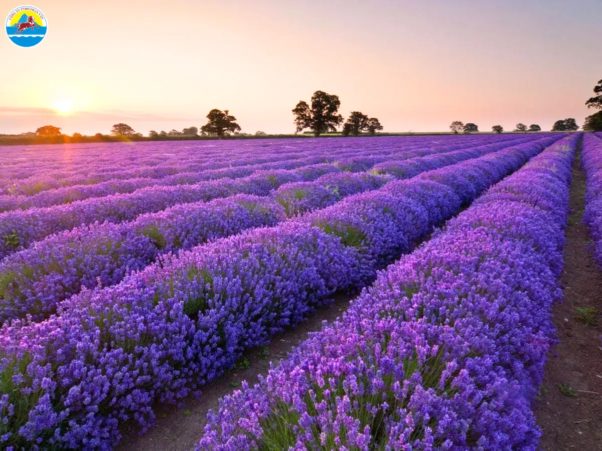 tháng 7 đà lạt có mưa ko​