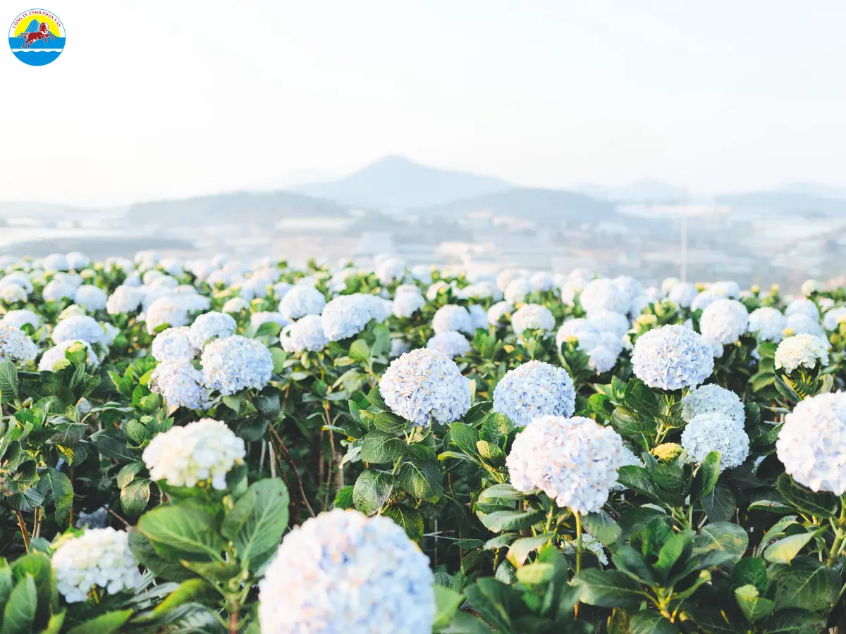 tháng 7 có nên đi đà lạt​