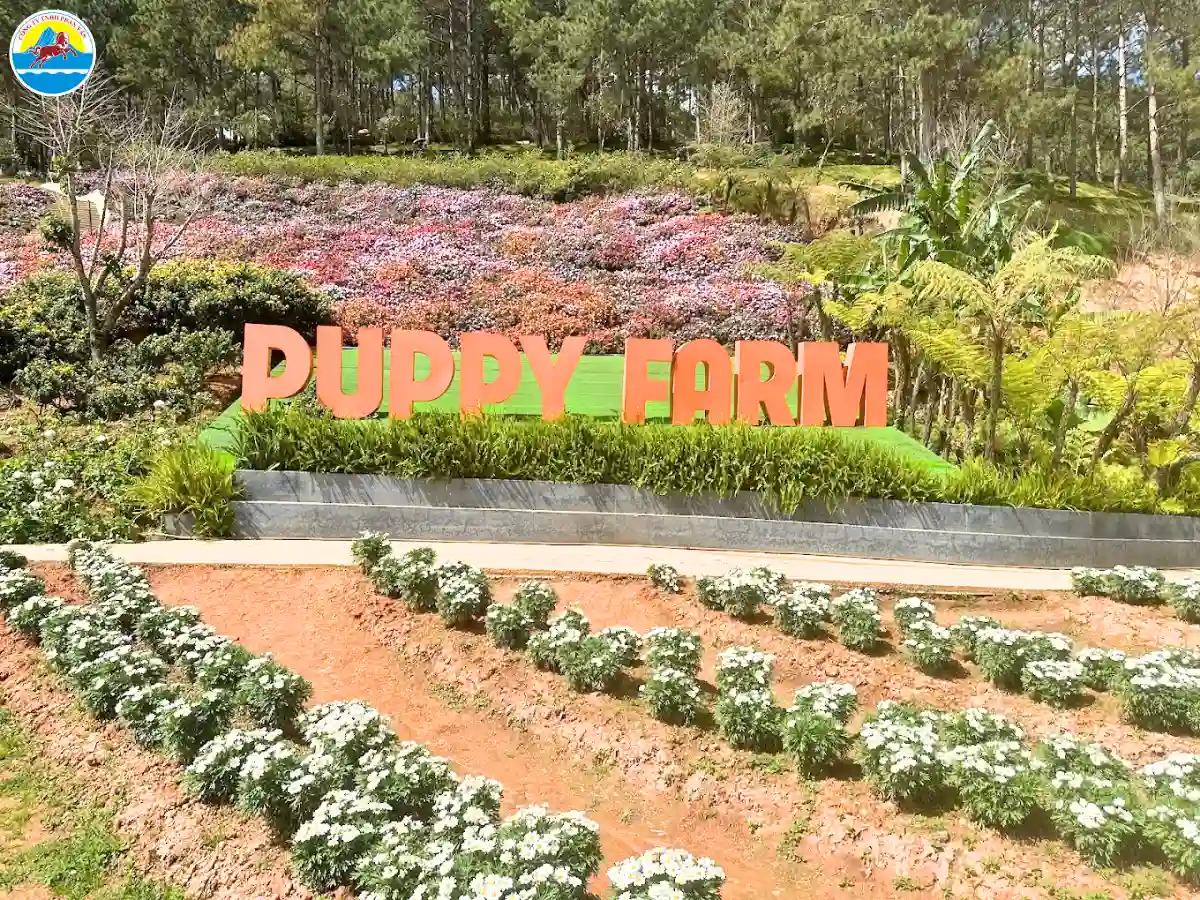 tháng 7 có nên đi đà lạt​