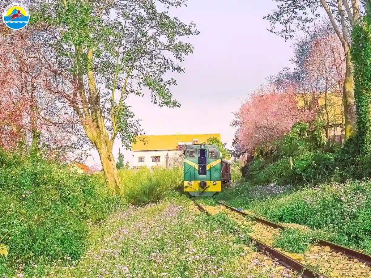 địa điểm vui chơi ở đà lạt về đêm