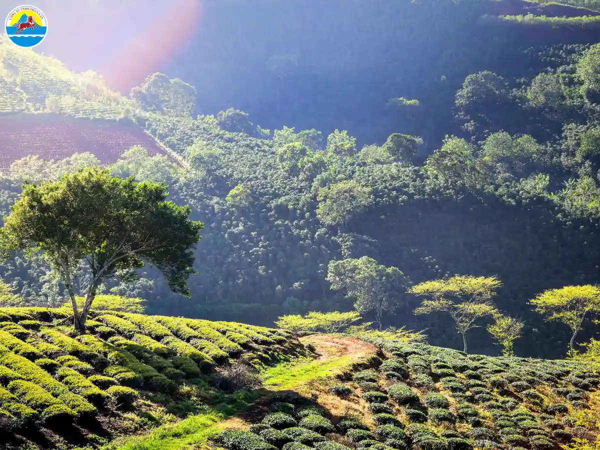 đà lạt đi đâu về đêm