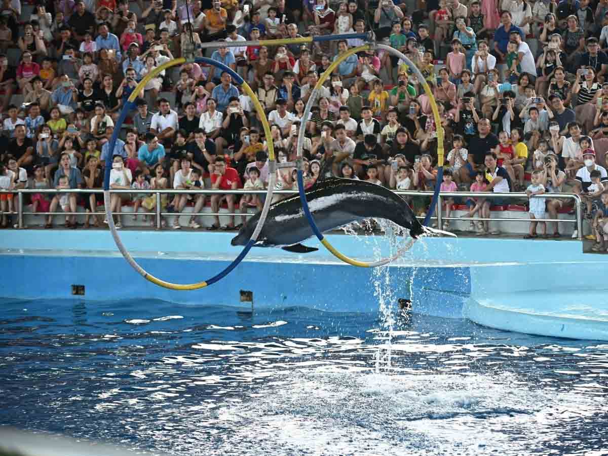Đặt vé show trình diễn cá heo tại Đà Nẵng nhanh chóng qua Phan Văn Travel