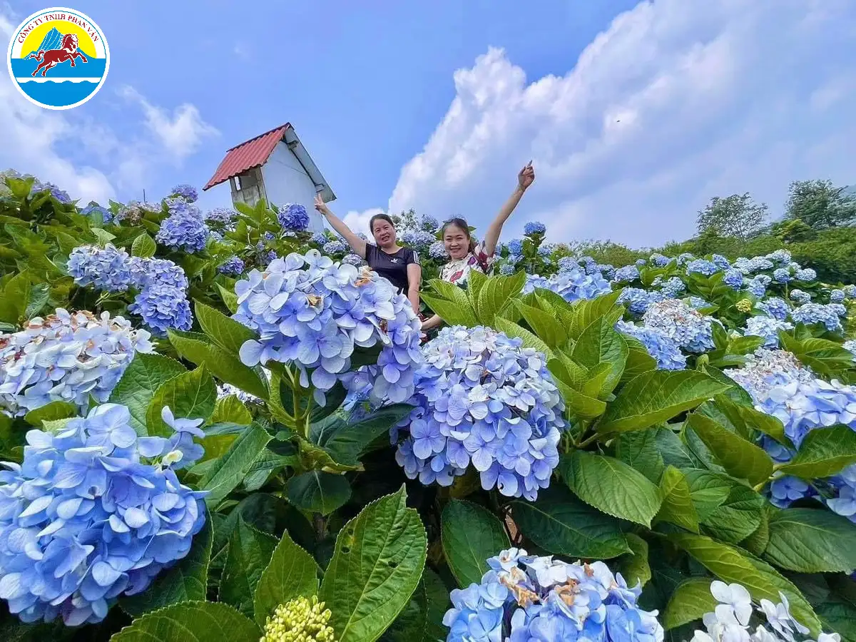 Hoa cẩm tú cầu ở Dương Minh Sơn