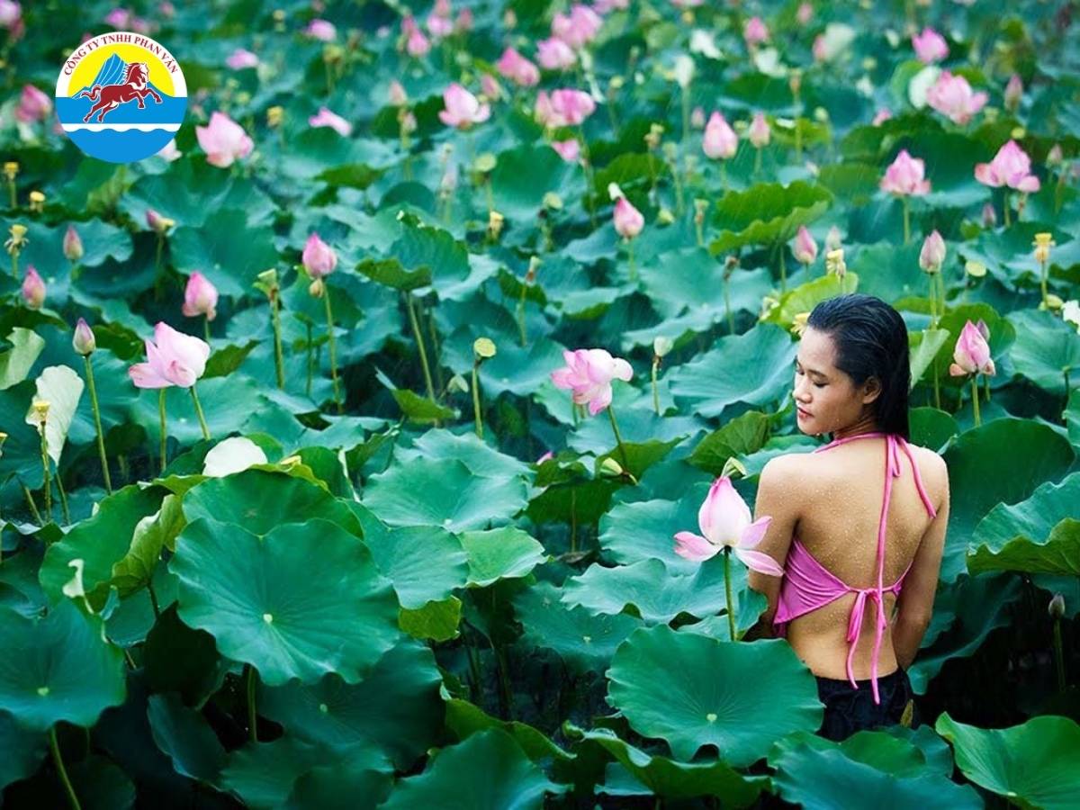 Đầm sen Tam Đa