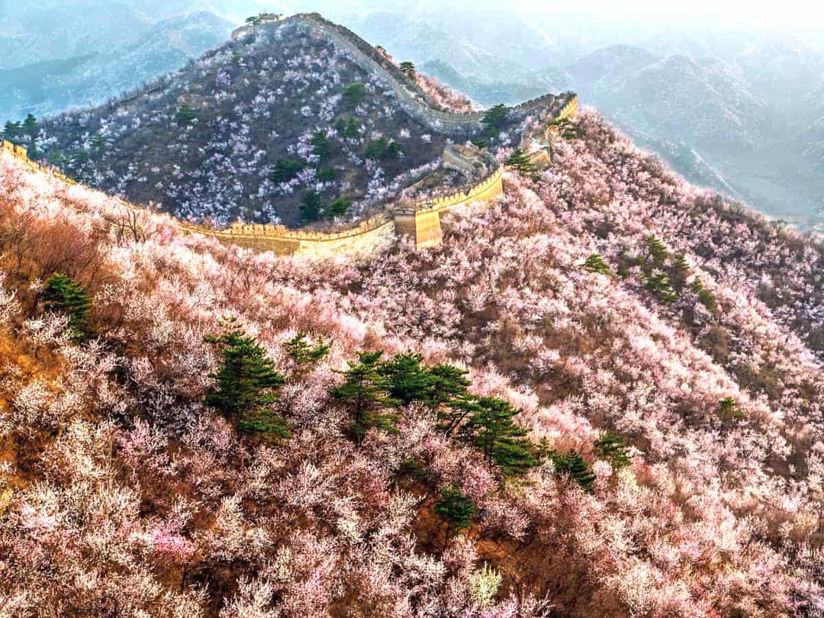 Vạn Lý Trường Thành rực hoa vào mùa xuân