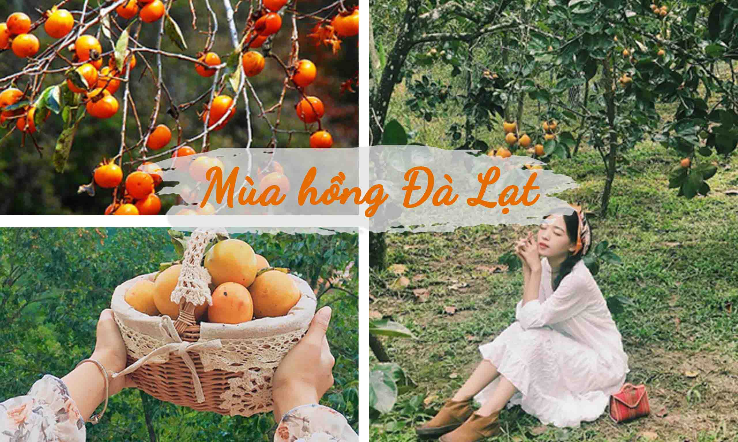 Mùa Hồng chín vào tháng mấy?