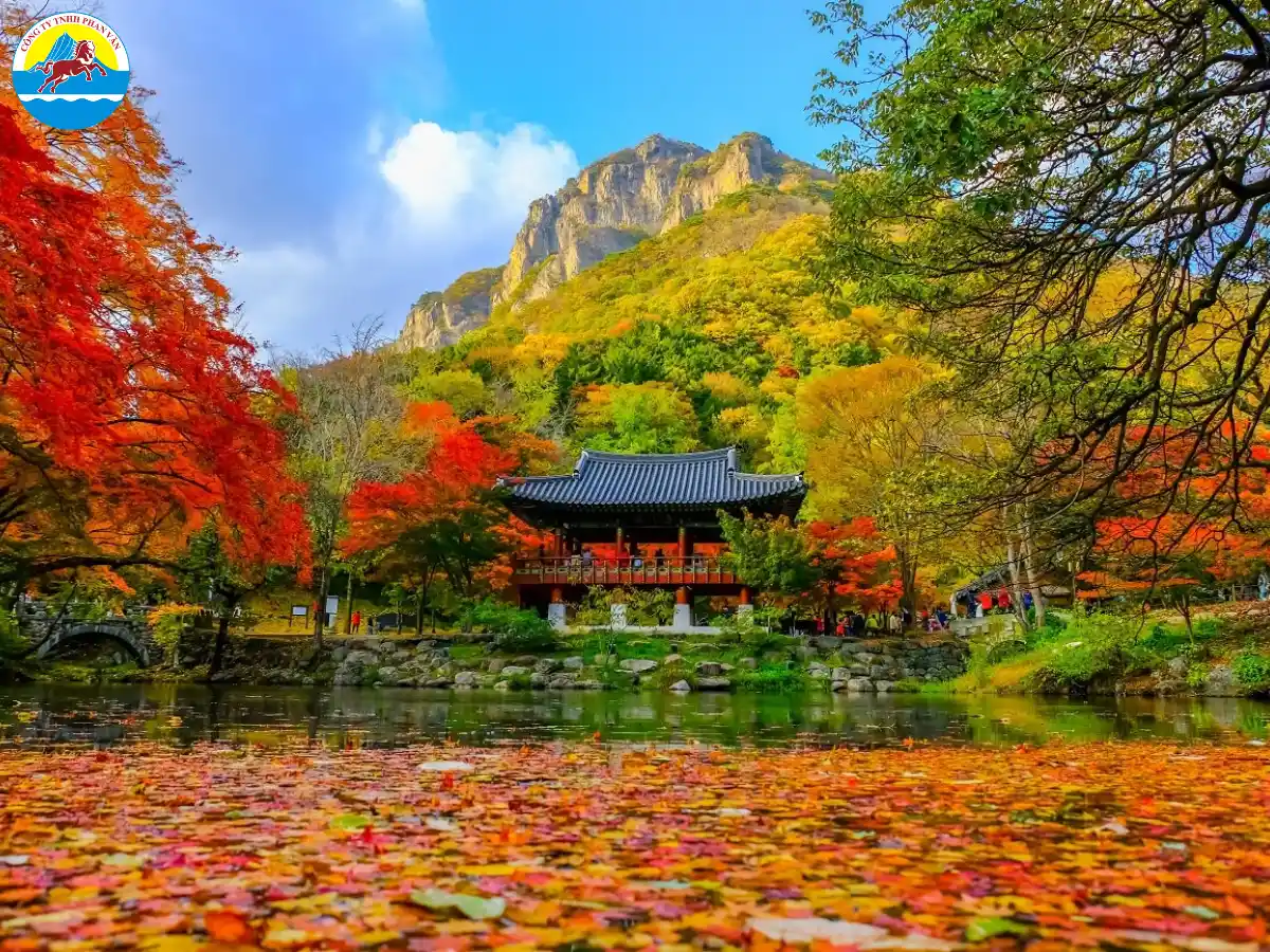 Phan Văn Travel tổ chức thành công nhiều tour Hàn Quốc với tỷ lệ khách hàng hài lòng cao