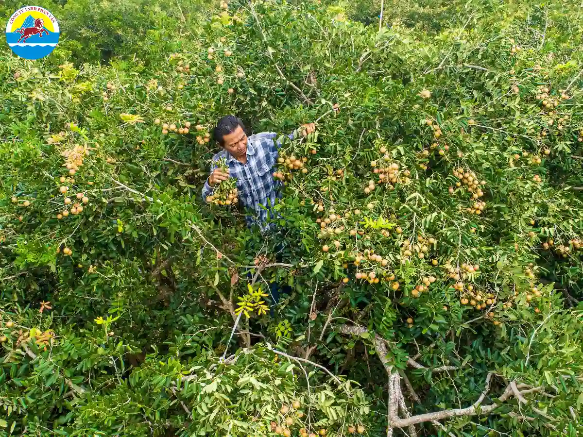 Vườn nhãn cổ Bạc Liêu
