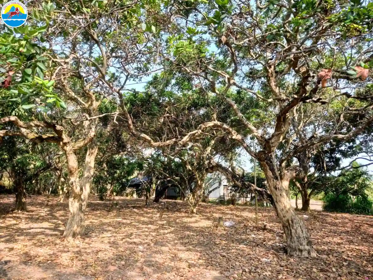 điểm du lịch bạc liêu