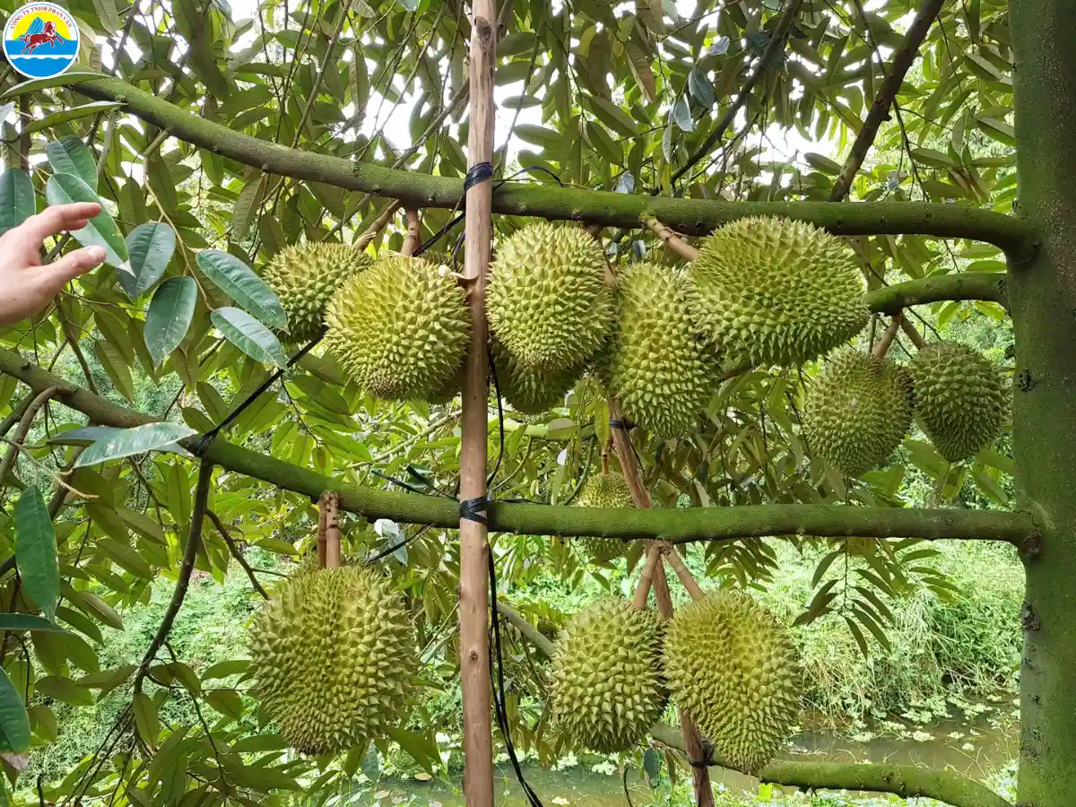 bến tre du lịch​