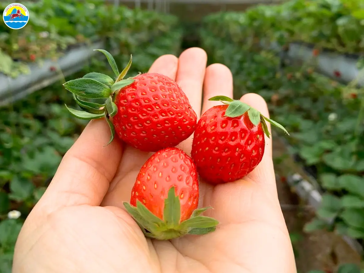 đà lạt có những điểm du lịch nào