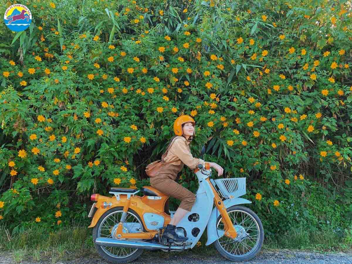 Hoa dã quỳ nở rộ từ cuối tháng 10 đến giữa tháng 11