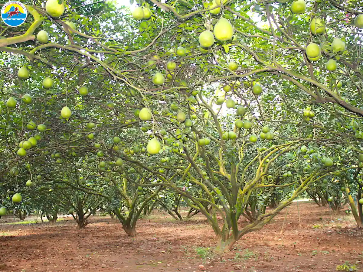 du lịch đồng nai