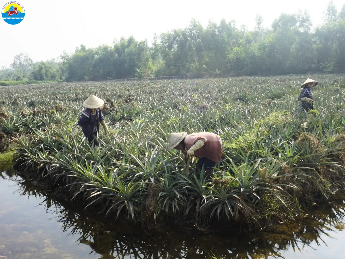 du lịch long an có gì