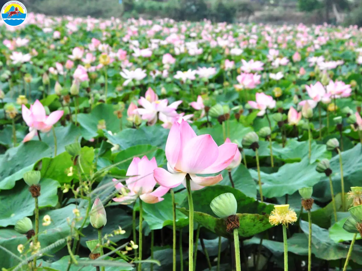 long an các điểm thu hút du lịch