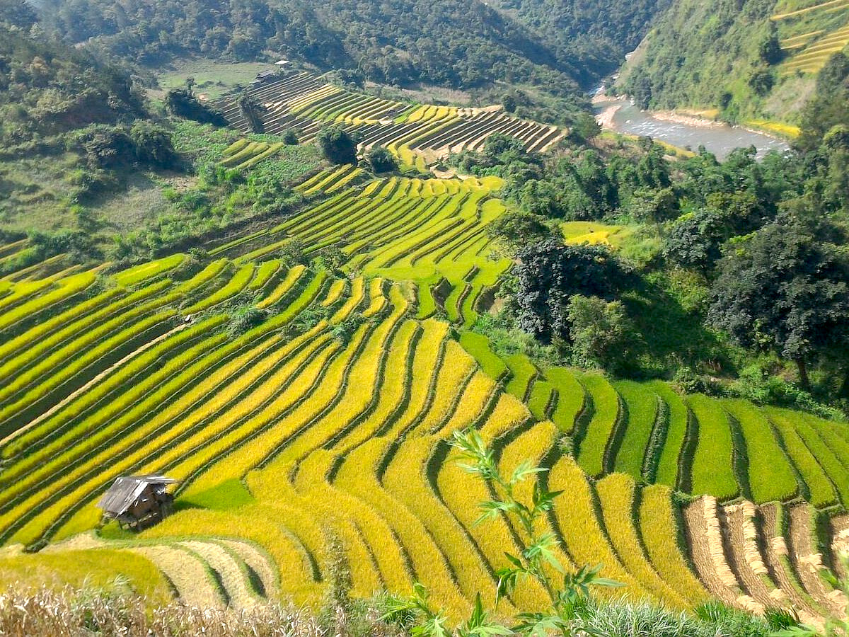 ruộng bậc thang tại Mù Cang Chải