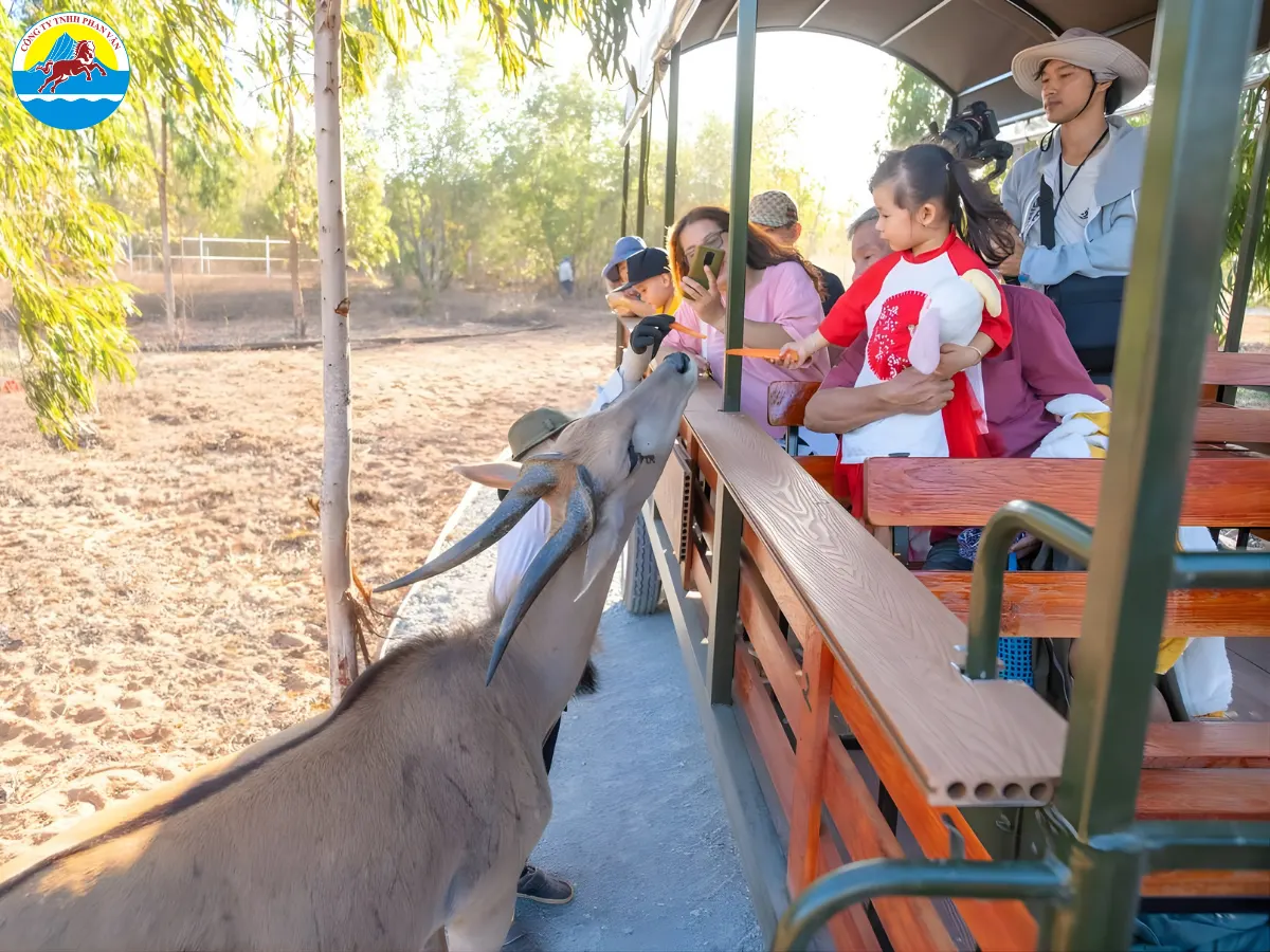 Safari Cafe