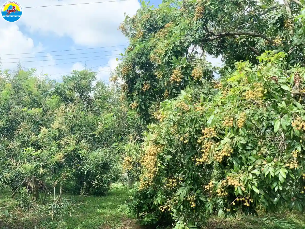 địa điểm du lịch sóc trăng​