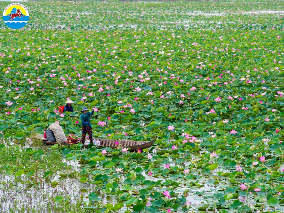 Đồng sen Tháp Mười