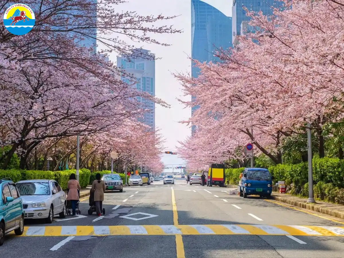Busan có nhiều con đường hoa siêu đẹp