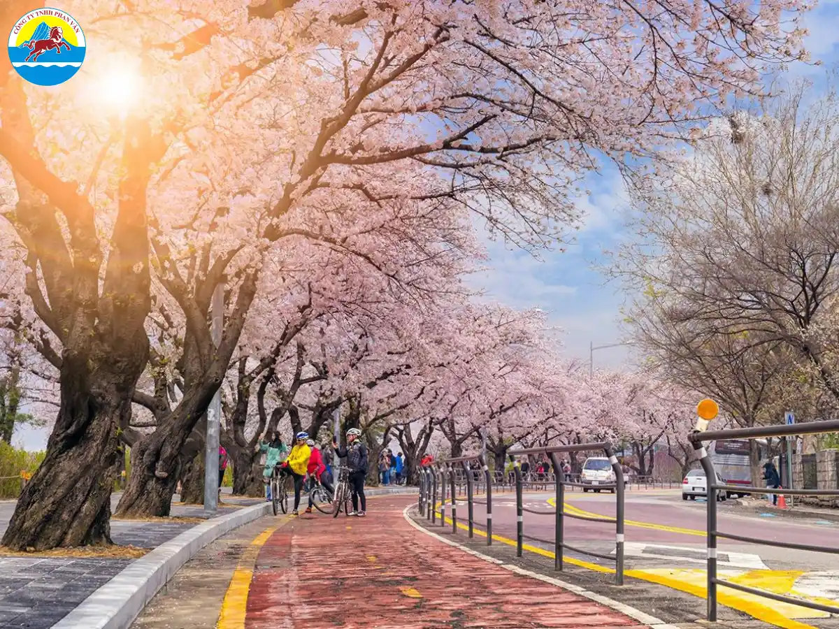 Phan Văn Travel là người bạn đồng hành đáng tin cậy cho chuyến đi Hàn Quốc của bạn
