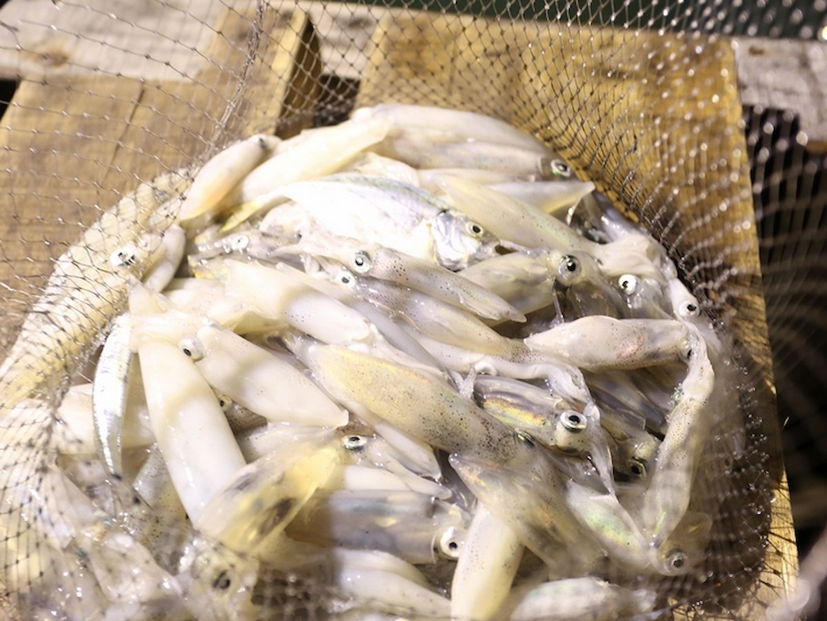 Mực tươi ngon sau tour câu mực