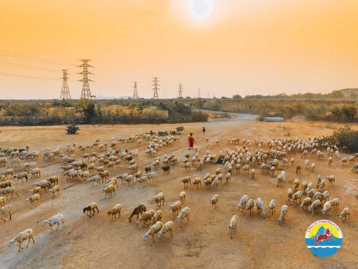 Đồng Cừu An Hòa