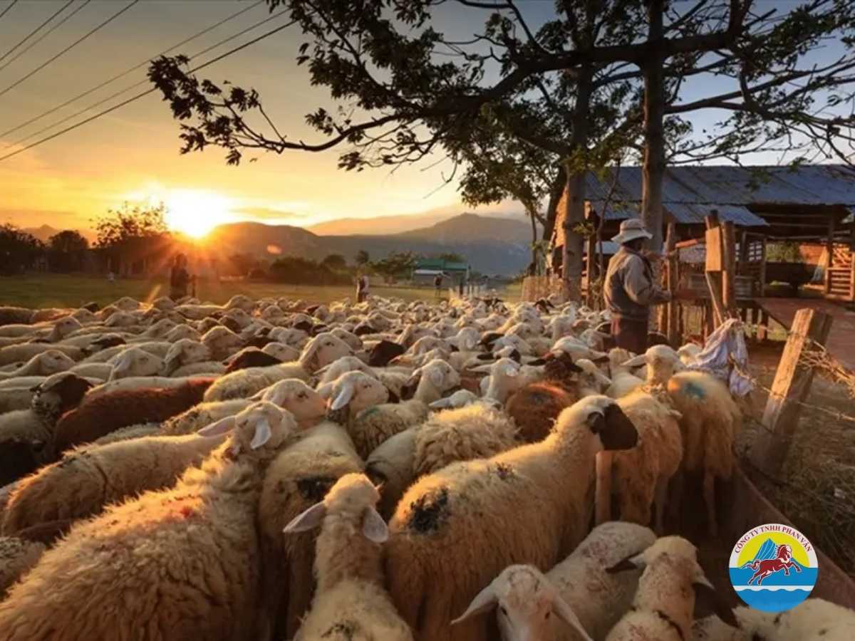 Đồng cừu Ninh Thuận