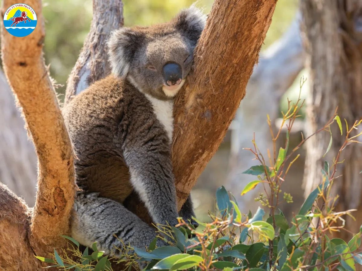 du lịch Adelaide Úc