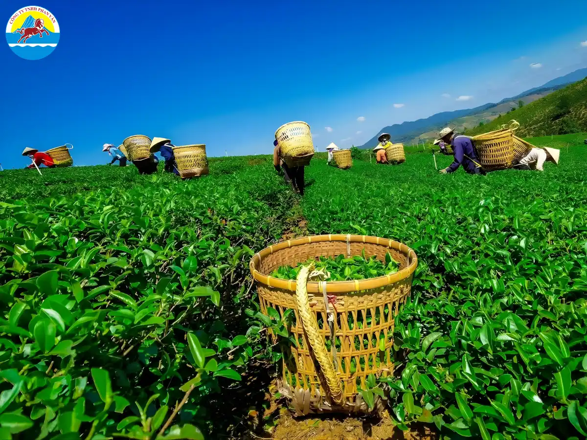 Đồi chè Phương Nam