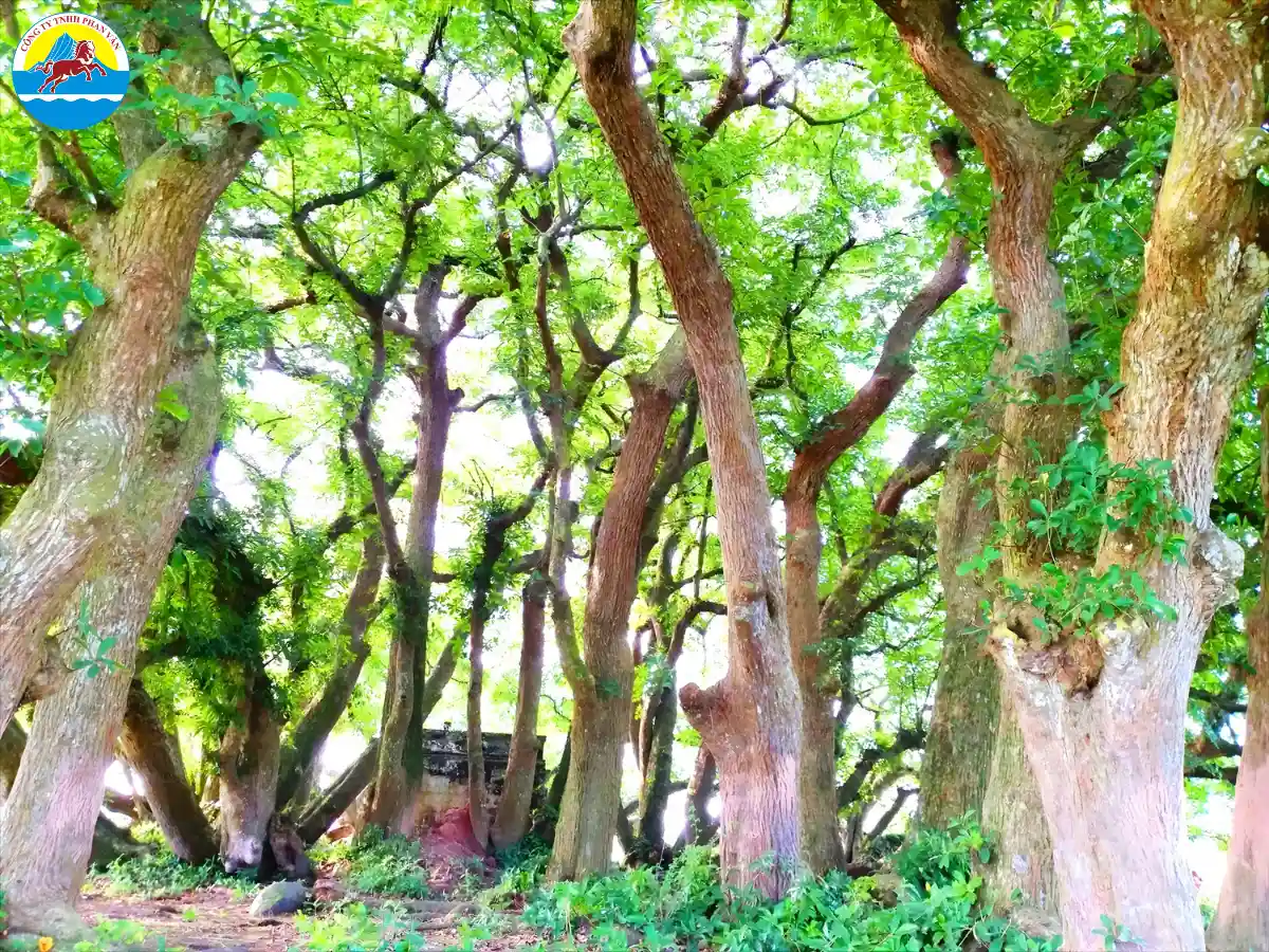 Quần thể Lộc Vừng di sản