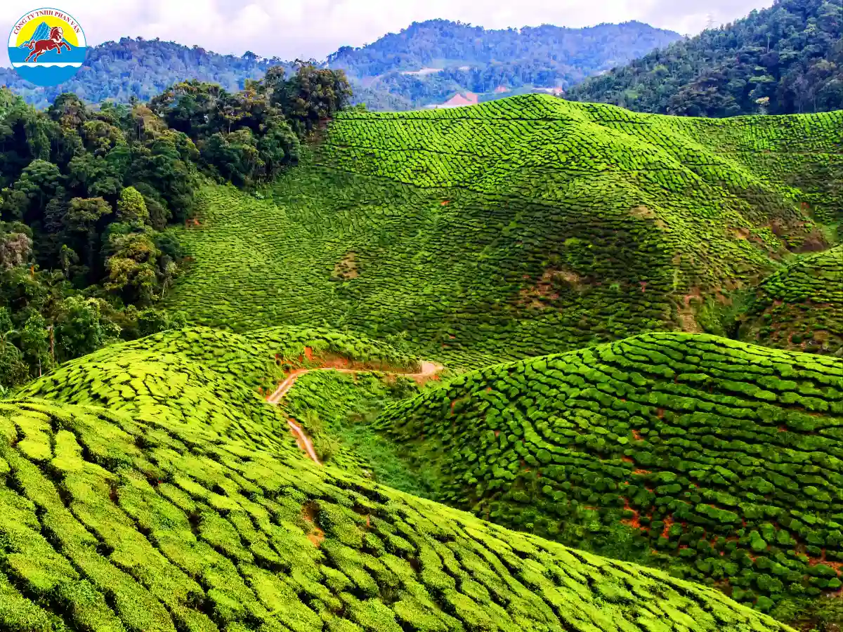 du lịch Cameroon​
