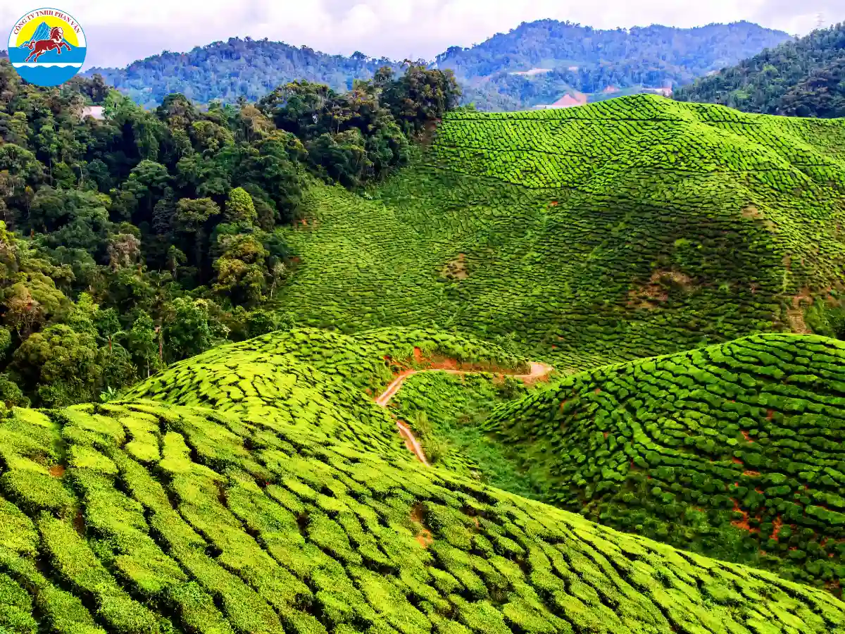 du lịch Cameroon