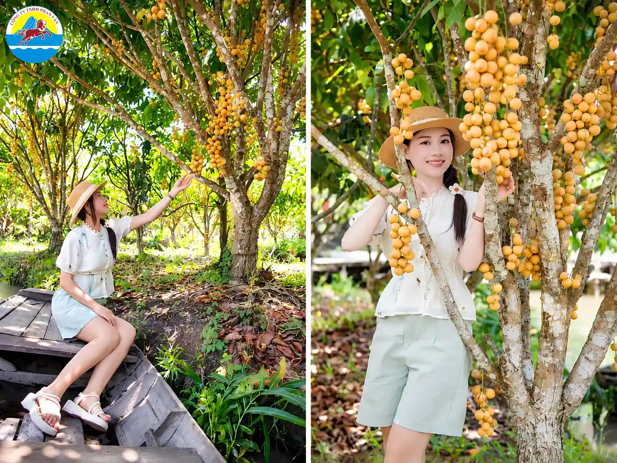 Vườn trái cây Phong Điền vào tháng 10