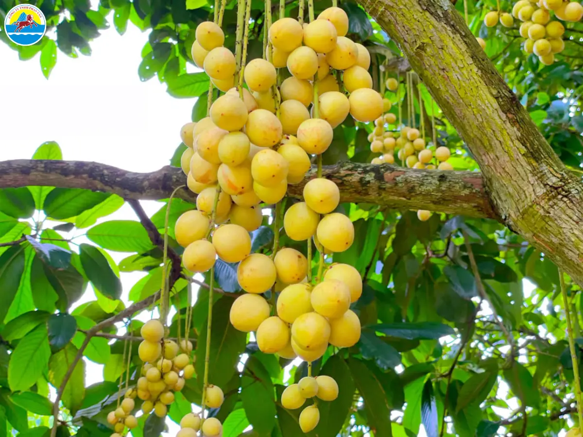 du lịch cần thơ tháng 10