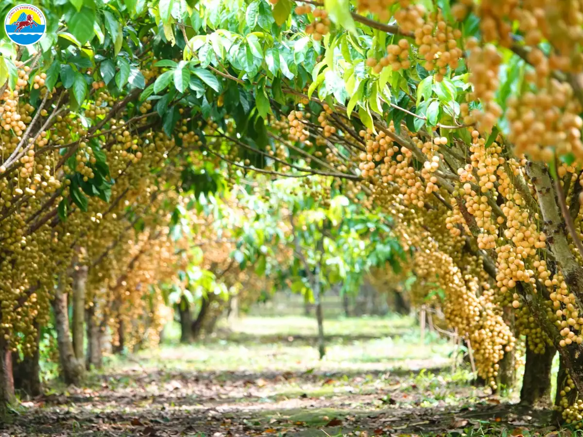 du lịch cần thơ tháng 4