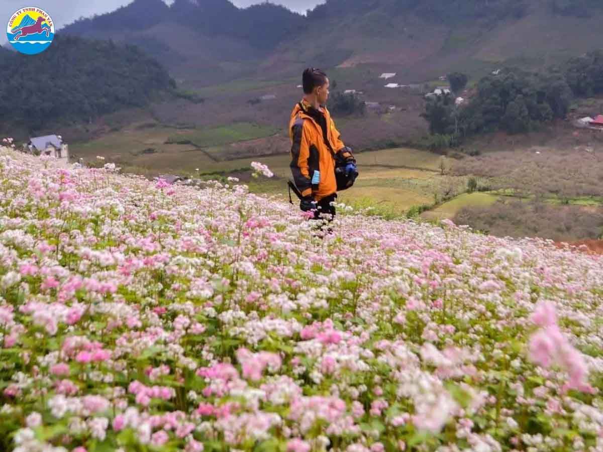 Tháng 11 vẫn nằm trong mùa hoa tam giác mạch ở Cao Bằng