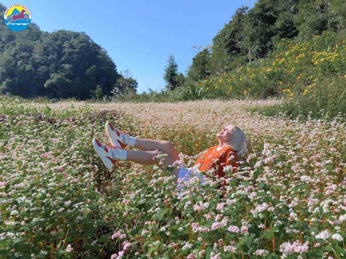 Những cánh đồng hoa tam giác mạch miền núi Đông Bắc