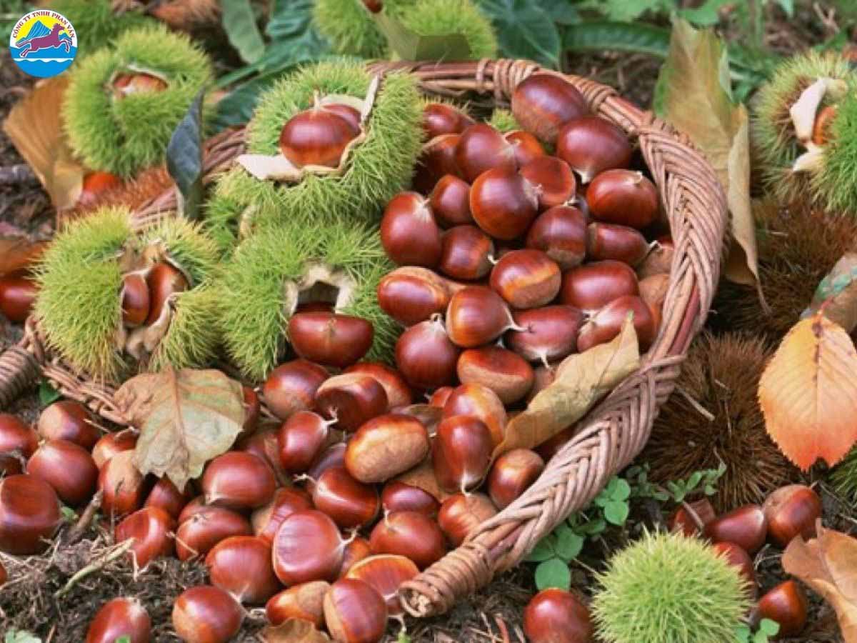 Hạt dẻ Trùng Khánh nổi tiếng bùi, béo ngậy và thơm lừng