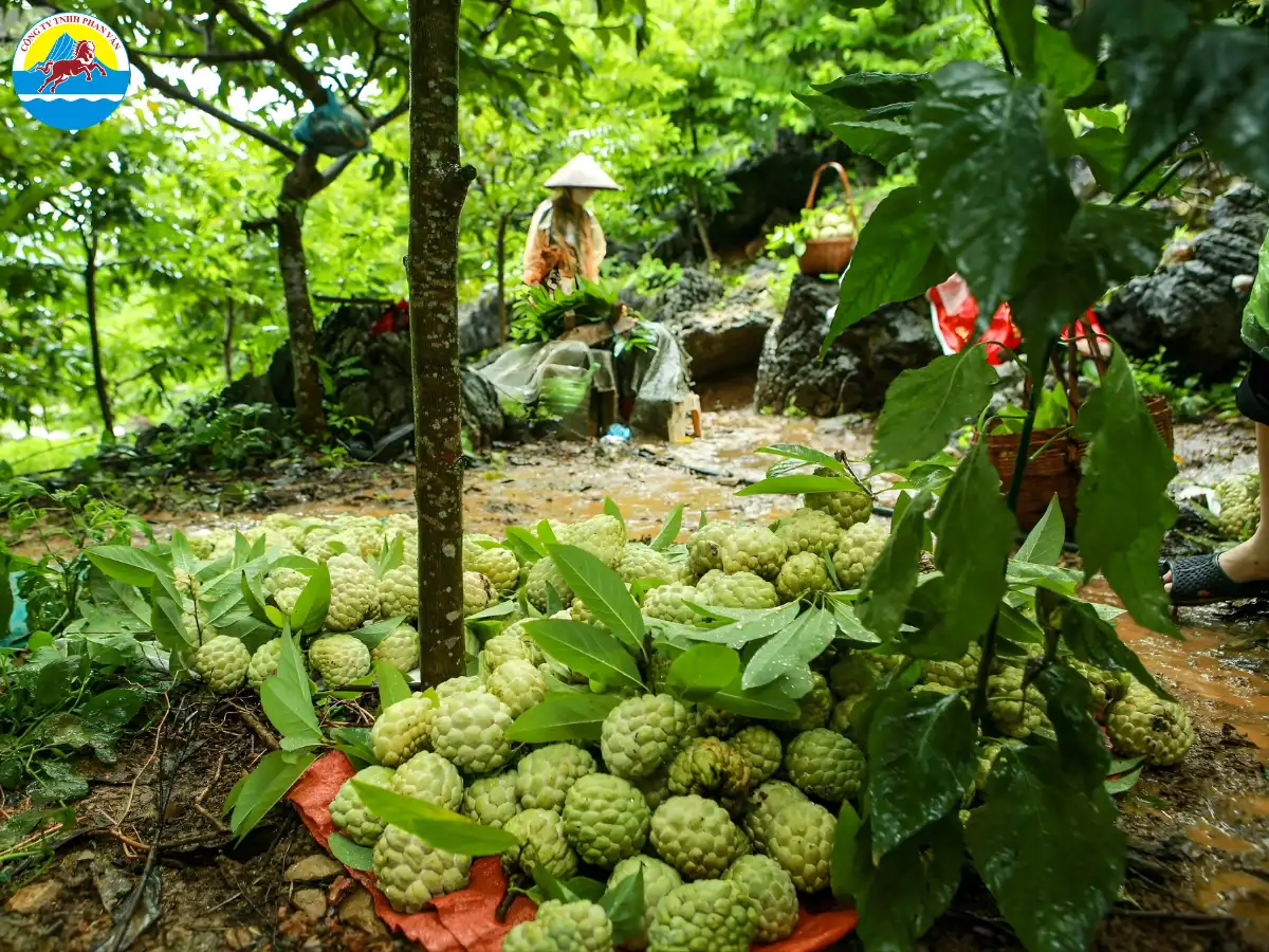 du lịch Chi Lăng Lạng Sơn​