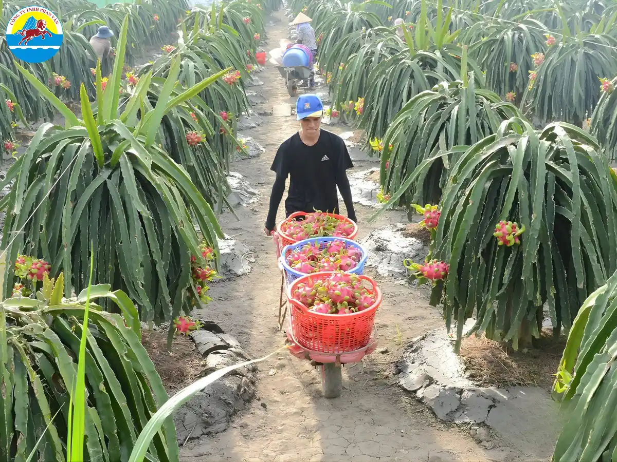 Vườn thanh long Chợ Gạo