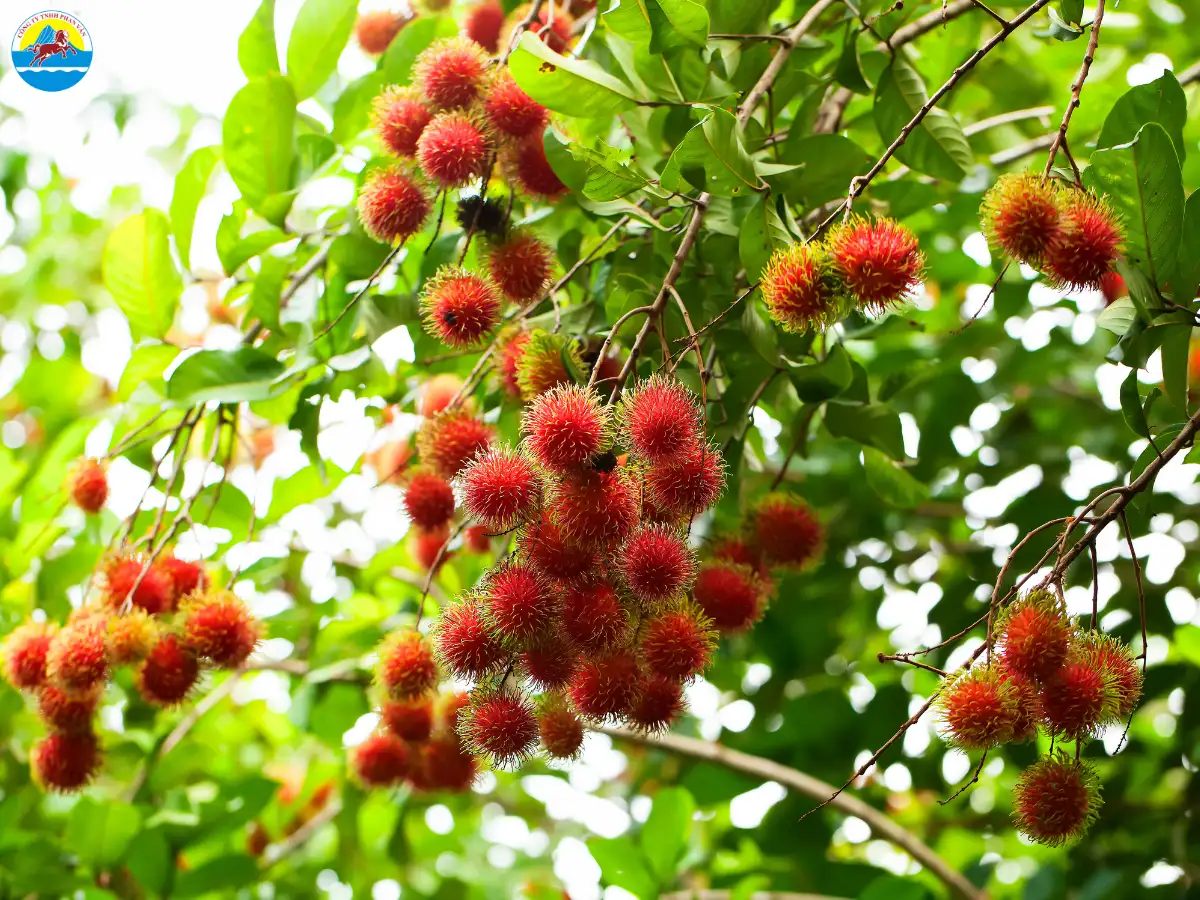 du lịch chợ nổi cái bè tiền giang​