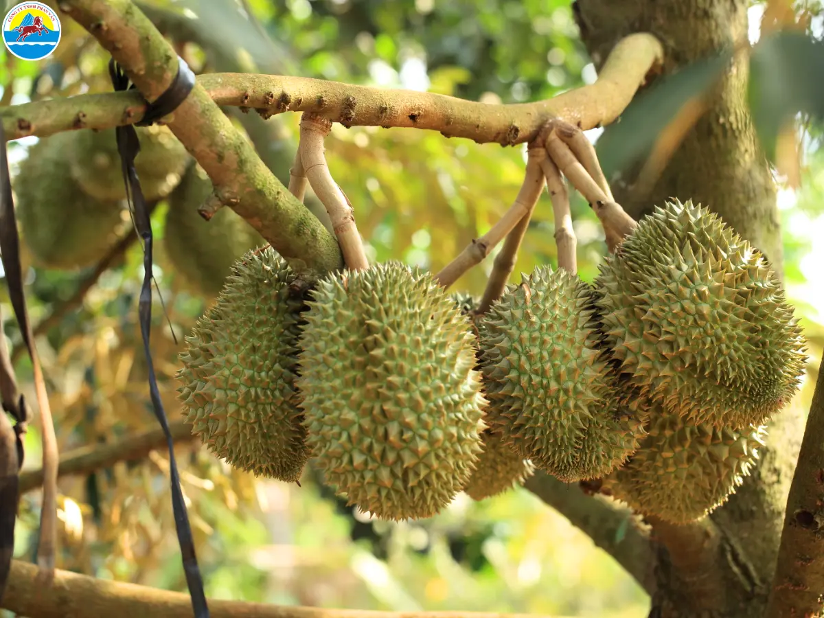 review khu du lịch cồn phụng​