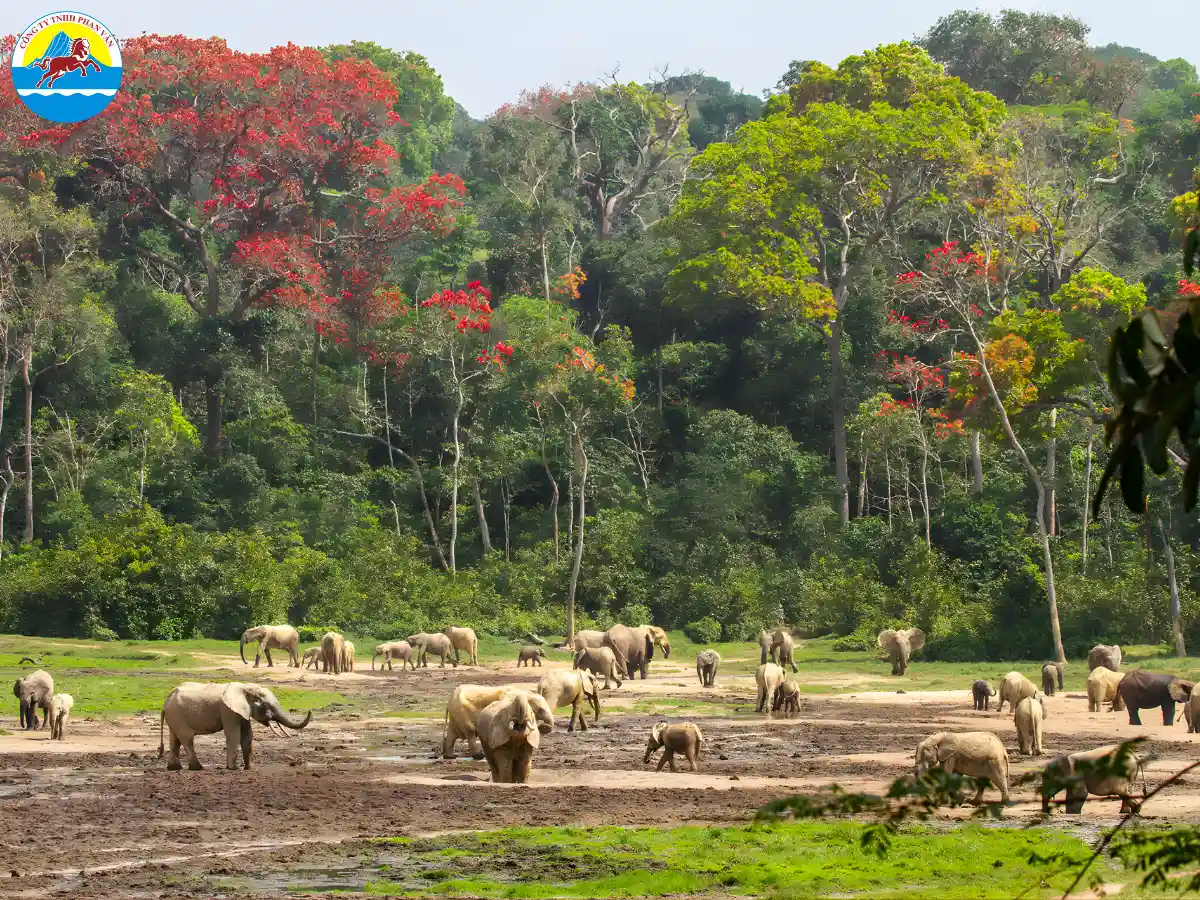 du lịch Cộng Hòa Trung Phi