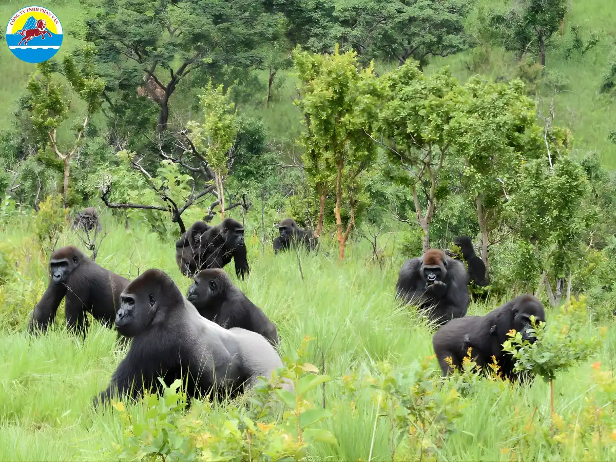 du lịch Congo